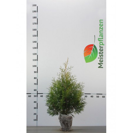 Lebensbaum Thuja Brabant 80-100 cm | Immergrüne Heckenpflanze | Gardline