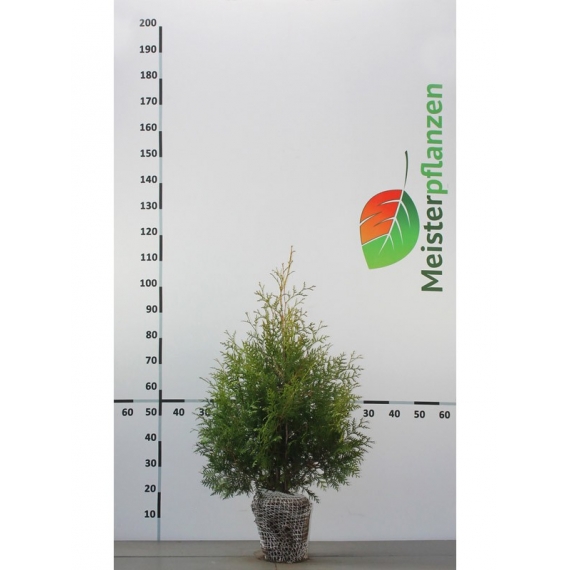 Lebensbaum Thuja Brabant 80-100 cm | Heckenpflanze | Gardline