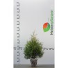 Lebensbaum Thuja Brabant 80-100 cm | Heckenpflanze | Gardline Lebensbaum Thuja Brabant 80-100 cm | Heckenpflanze | Gardline