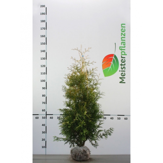 Lebensbaum Thuja Brabant 100-120 cm | Heckenpflanze | Gardline