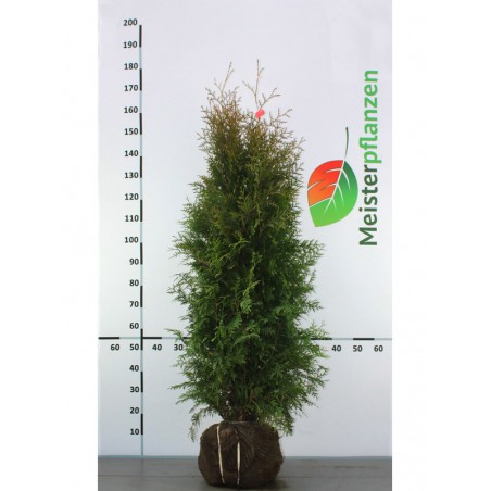 Lebensbaum Thuja Brabant 120-140 cm | Immergrüne Heckenpflanze | Gardline