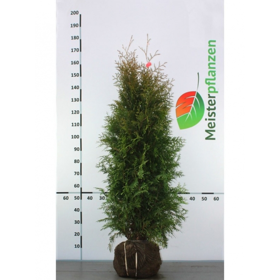 Lebensbaum Thuja Brabant 120-140 cm | Heckenpflanze | Gardline