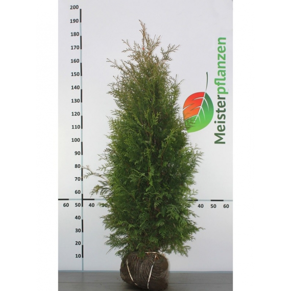 Lebensbaum Thuja Brabant 140-160 cm | Heckenpflanze | Gardline Lebensbaum Thuja Brabant 140-160 cm | Heckenpflanze | Gardline