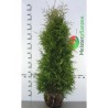 Lebensbaum Thuja Brabant 160-180 cm | Heckenpflanze | Gardline Lebensbaum Thuja Brabant 160-180 cm | Heckenpflanze | Gardline