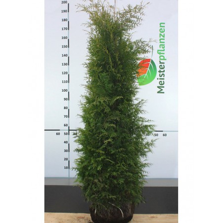 Lebensbaum Thuja Brabant 180-200 cm | Immergrüne Heckenpflanze | Gardline