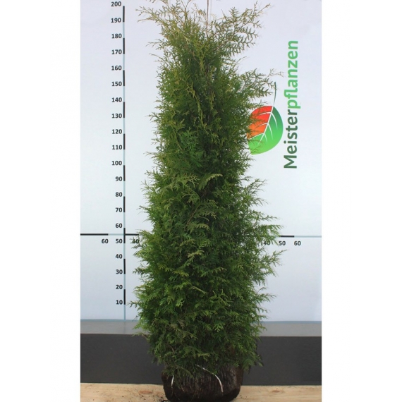 Lebensbaum Thuja Brabant 180-200 cm | Heckenpflanze | Gardline Lebensbaum Thuja Brabant 180-200 cm | Heckenpflanze | Gardline