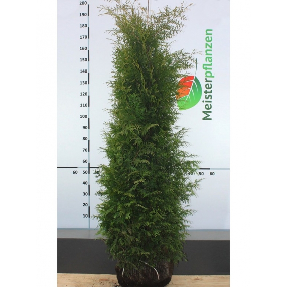 Lebensbaum Thuja Brabant 180-200 cm | Heckenpflanze | Gardline