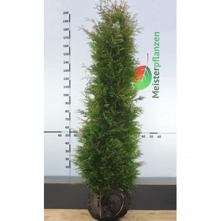 Lebensbaum Thuja Brabant 200-225 cm | Immergrüne Heckenpflanze | Gardline