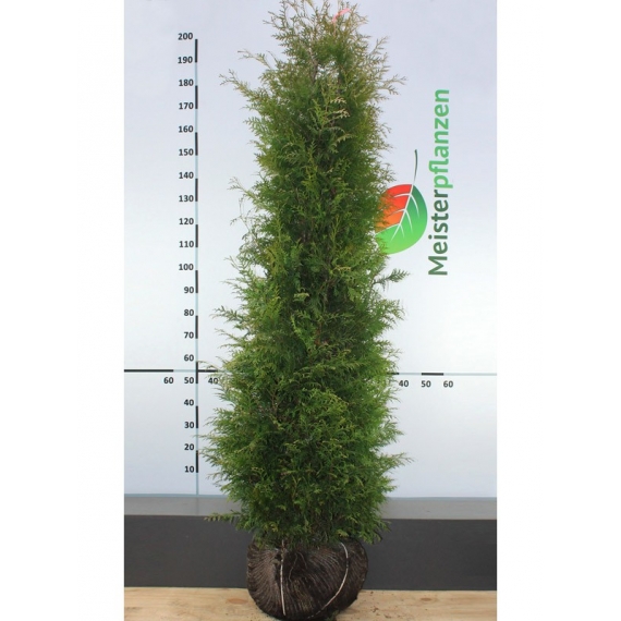 Lebensbaum Thuja Brabant 200-225 cm | Heckenpflanze | Gardline Lebensbaum Thuja Brabant 200-225 cm | Heckenpflanze | Gardline