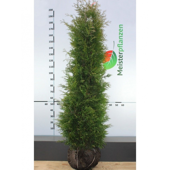 Lebensbaum Thuja Brabant 200-225 cm | Heckenpflanze | Gardline