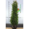 Lebensbaum Thuja Brabant 200-225 cm | Heckenpflanze | Gardline Lebensbaum Thuja Brabant 200-225 cm | Heckenpflanze | Gardline
