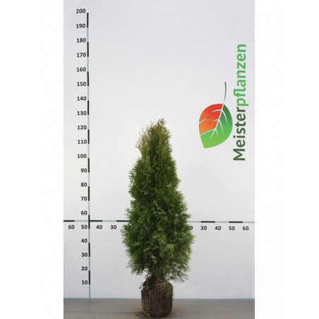 Lebensbaum Thuja Smaragd 60-80 cm | Immergrüne Heckenpflanze | Gardline
