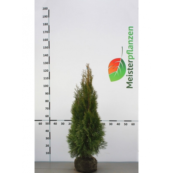 Lebensbaum Thuja Smaragd 100-120 cm | Heckenpflanze | Gardline