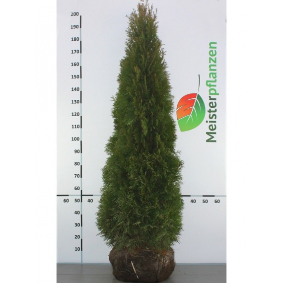 Lebensbaum Thuja Smaragd 160-180 cm | Heckenpflanze | Gardline