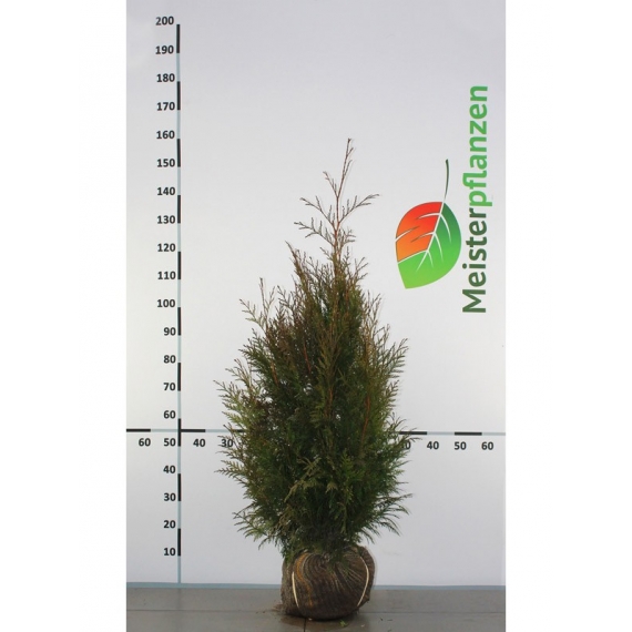 Lebensbaum Thuja plicata Martin 80-100 cm | Heckenpflanze | Gardline