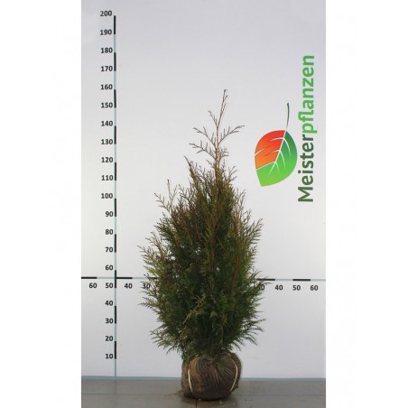 Lebensbaum Thuja plicata Martin 100-120 cm | Heckenpflanze | Gardline