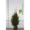Lebensbaum Thuja plicata Martin 100-120 cm | Heckenpflanze | Gardline Lebensbaum Thuja plicata Martin 100-120 cm | Heckenpflanze | Gardline
