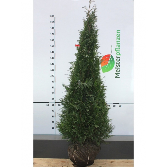 Lebensbaum Thuja plicata Martin 180-200 cm | Heckenpflanze | Gardline