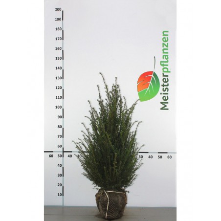 Gemeine Eibe Taxus baccata 60-80 cm | Immergrüne Heckenpflanze | Gardline