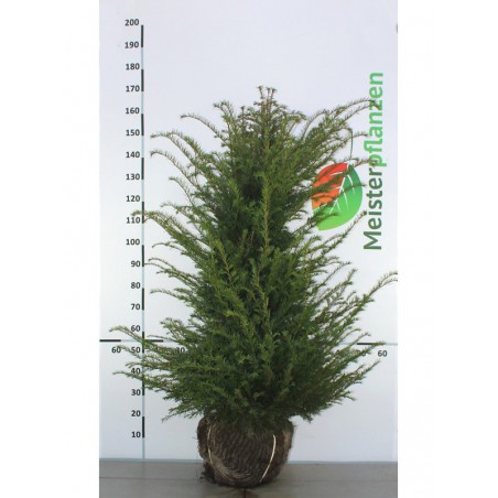 Gemeine Eibe Taxus baccata 120-140 cm | Heckenpflanze | Gardline