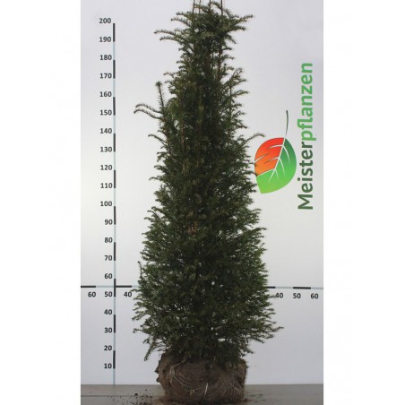 Gemeine Eibe Taxus baccata 160-180 cm | Heckenpflanze | Gardline
