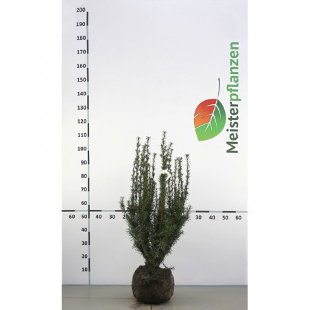 Fruchtende Bechereibe Taxus media Hicksii 50-60 cm | Heckenpflanze | Gardline