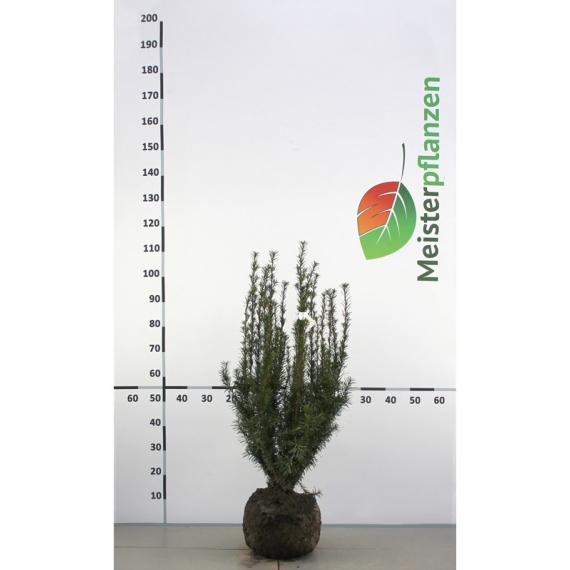 Fruchtende Bechereibe Taxus media Hicksii 50-60 cm | Heckenpflanze | Gardline Fruchtende Bechereibe Taxus media Hicksii 50-60 cm | Heckenpflanze | Gardline