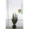 Fruchtende Bechereibe Taxus media Hicksii 50-60 cm | Heckenpflanze | Gardline Fruchtende Bechereibe Taxus media Hicksii 50-60 cm | Heckenpflanze | Gardline