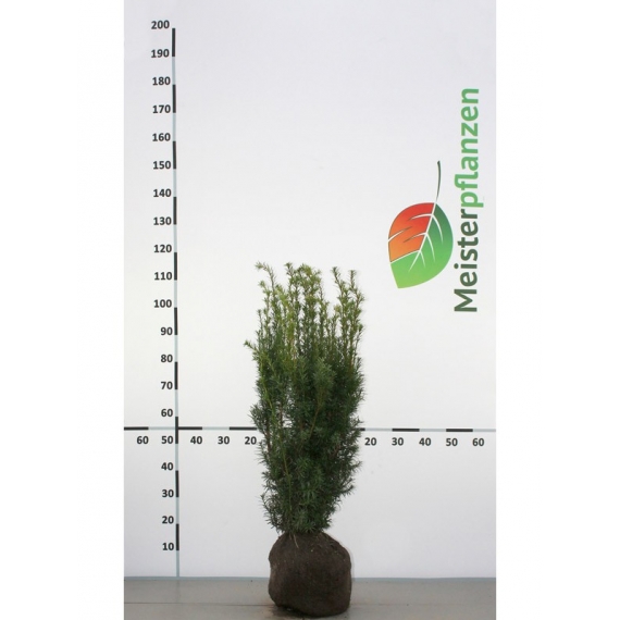 Fruchtende Bechereibe Taxus media Hicksii 60-80 cm | Heckenpflanze | Gardline