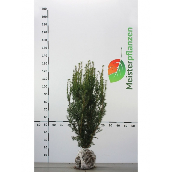 Fruchtende Bechereibe Taxus media Hicksii 80-100 cm | Heckenpflanze | Gardline