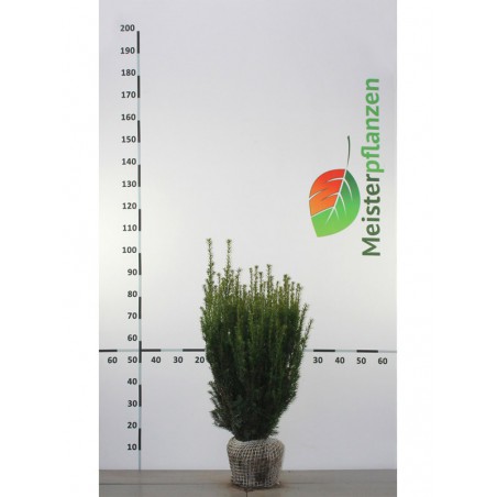 Nicht-Fruchtende Bechereibe Taxus media Hillii 50-60 cm | Heckenpflanze | Gardline