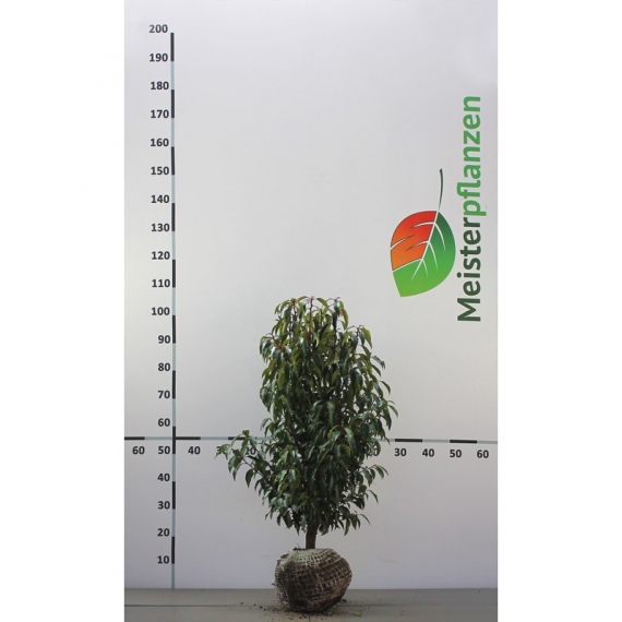 Portugiesischer Kirschlorbeer Prunus Angustifolia 50-60 cm | Heckenpflanze | Gardline