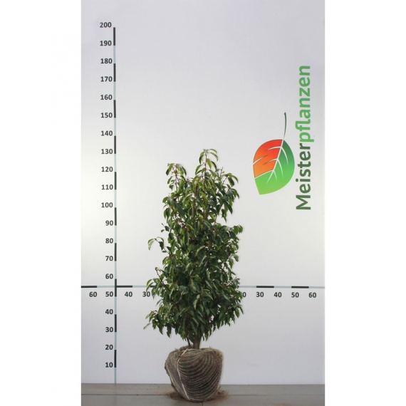 Portugiesischer Kirschlorbeer Prunus Angustifolia 80-100 cm | Heckenpflanze | Gardline Portugiesischer Kirschlorbeer Prunus Angustifolia 80-100 cm | Heckenpflanze | Gardline