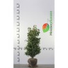 Portugiesischer Kirschlorbeer Prunus Angustifolia 80-100 cm | Heckenpflanze | Gardline Portugiesischer Kirschlorbeer Prunus Angustifolia 80-100 cm | Heckenpflanze | Gardline