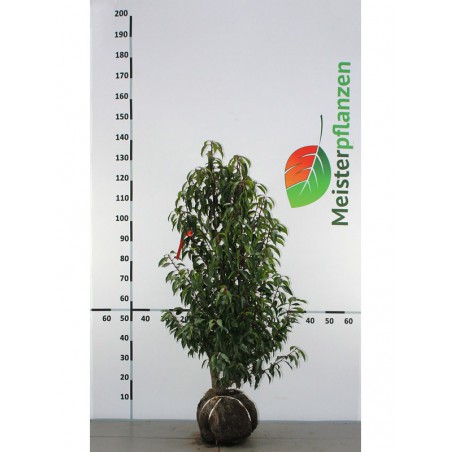 Portugiesischer Kirschlorbeer Prunus Angustifolia 100-120 cm | Immergrüne Heckenpflanze | Gardline