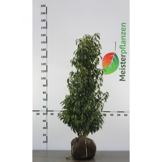 Portugiesischer Kirschlorbeer Prunus Angustifolia 120-140 cm | Heckenpflanze | Gardline