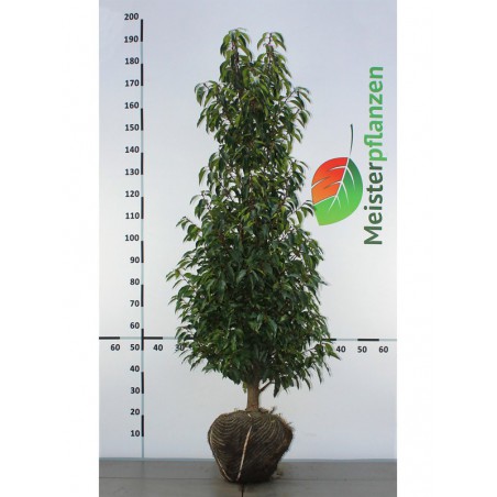 Portugiesischer Kirschlorbeer Prunus Angustifolia 140-160 cm | Heckenpflanze | Gardline
