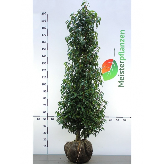 Portugiesischer Kirschlorbeer Prunus Angustifolia 160-180 cm | Heckenpflanze | Gardline Portugiesischer Kirschlorbeer Prunus Angustifolia 160-180 cm | Heckenpflanze | Gardline