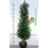 Portugiesischer Kirschlorbeer Prunus Angustifolia 160-180 cm | Heckenpflanze | Gardline Portugiesischer Kirschlorbeer Prunus Angustifolia 160-180 cm | Heckenpflanze | Gardline
