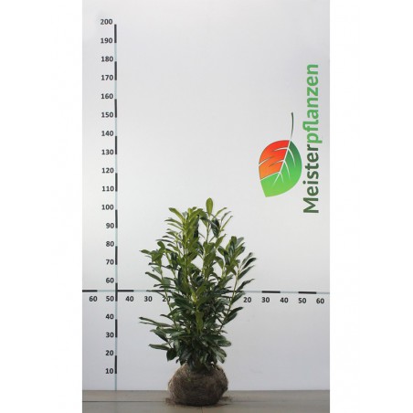 Kirschlorbeer Prunus Caucasica 60-80 cm | Immergrüne Heckenpflanze | Gardline