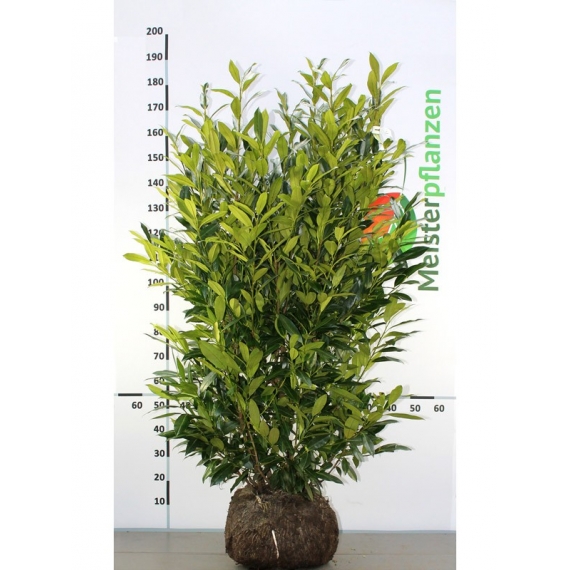 Kirschlorbeer Prunus Herbergii 140-160 cm | Heckenpflanze | Gardline