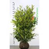 Kirschlorbeer Prunus Herbergii 140-160 cm | Heckenpflanze | Gardline Kirschlorbeer Prunus Herbergii 140-160 cm | Heckenpflanze | Gardline