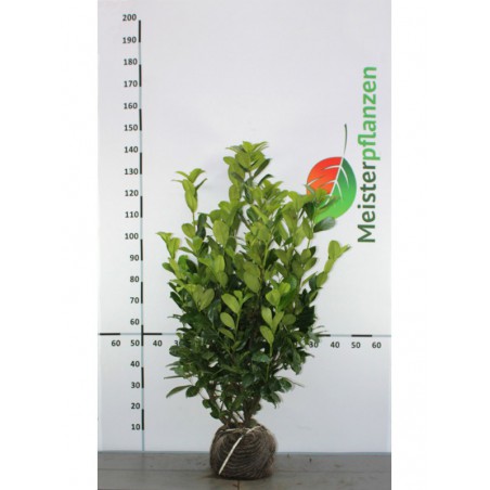 Großblättriger Kirschlorbeer Prunus Rotundifolia 100-120 cm | Immergrüne Heckenpflanze | Gardline