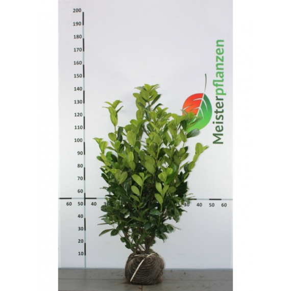 Großblättriger Kirschlorbeer Prunus Rotundifolia 100-120 cm | Heckenpflanze | Gardline
