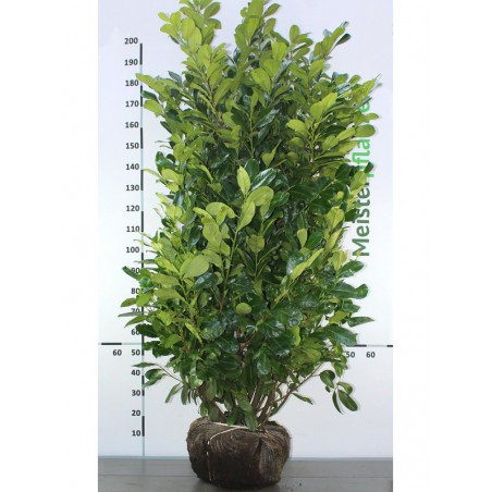 Großblättriger Kirschlorbeer Prunus Rotundifolia 180-200 cm | Immergrüne Heckenpflanze | Gardline