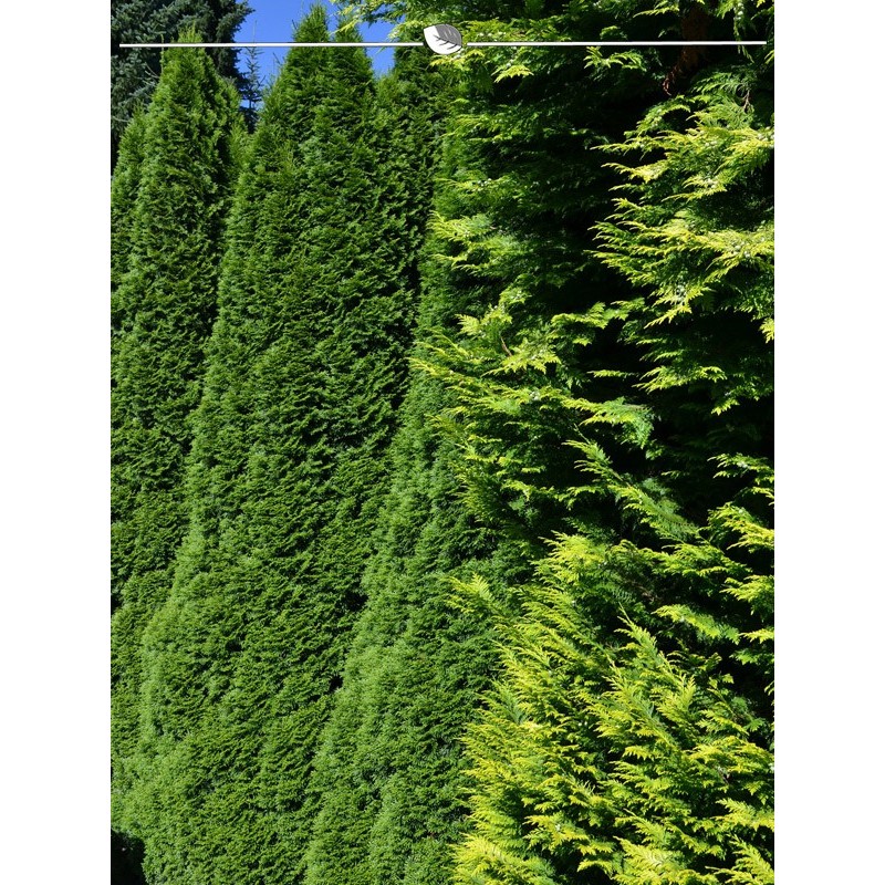 Tree of Life Emerald 60-80 cm. 25 Thuja Conifers. Hedge: evergreen & winter hard-
