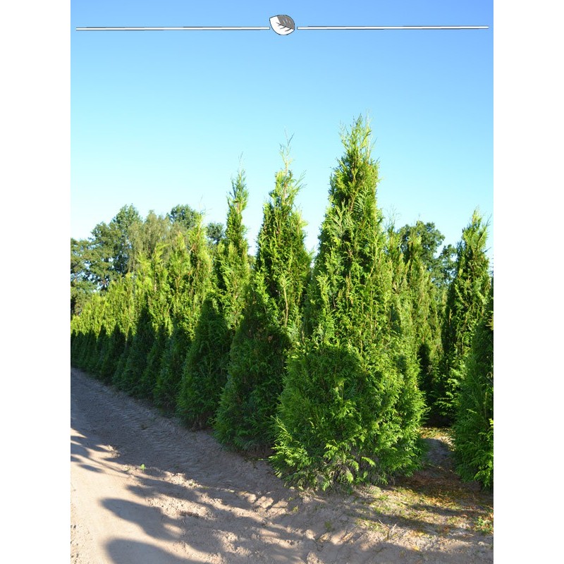 Lebensbaum Thuja plicata Martin 140-160 cm. 50 Thuja Pflanzen. Thuja Konifere - Bild 3 von 3