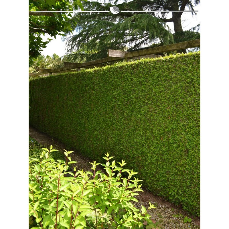 Lebensbaum Thuja plicata Martin 140-160 cm. 50 Thuja Pflanzen. Thuja Konifere - Bild 1 von 3