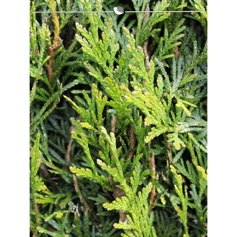 Lebensbaum Thuja plicata Martin 140-160 cm. 50 Thuja Pflanzen. Thuja Konifere - Bild 2 von 3