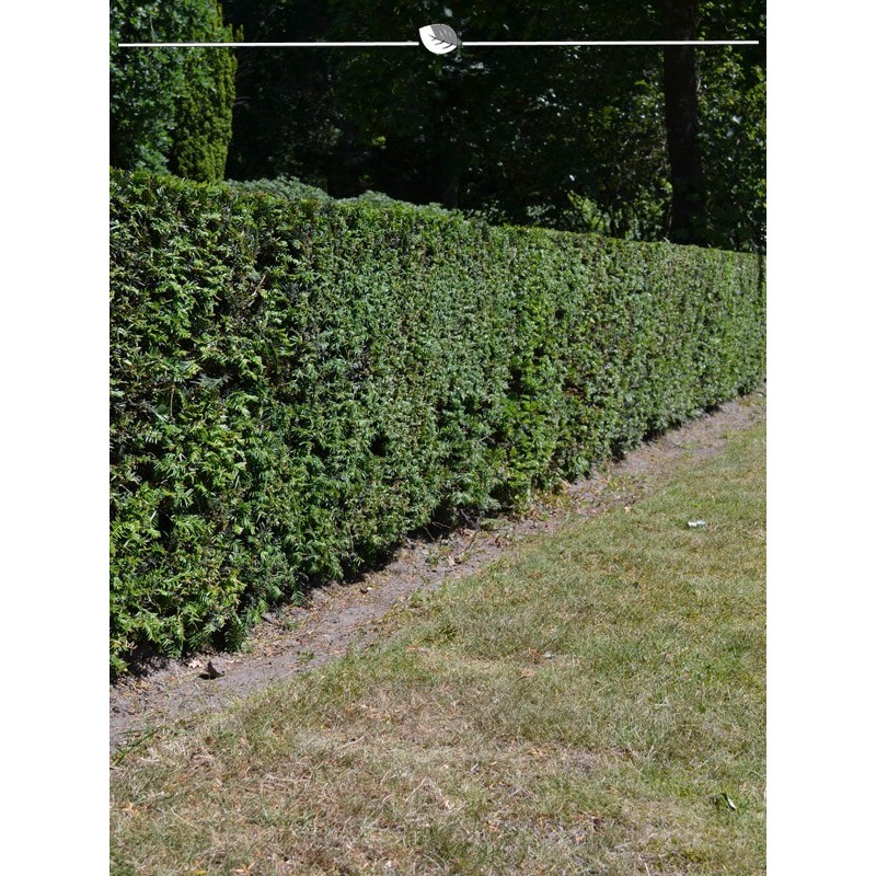 Common Native Yew Taxus Baccata 60-80 cm. 40 hedge plants. BESTSELLER-